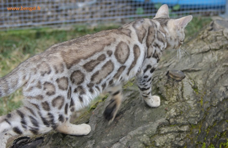 buppha bengal silver